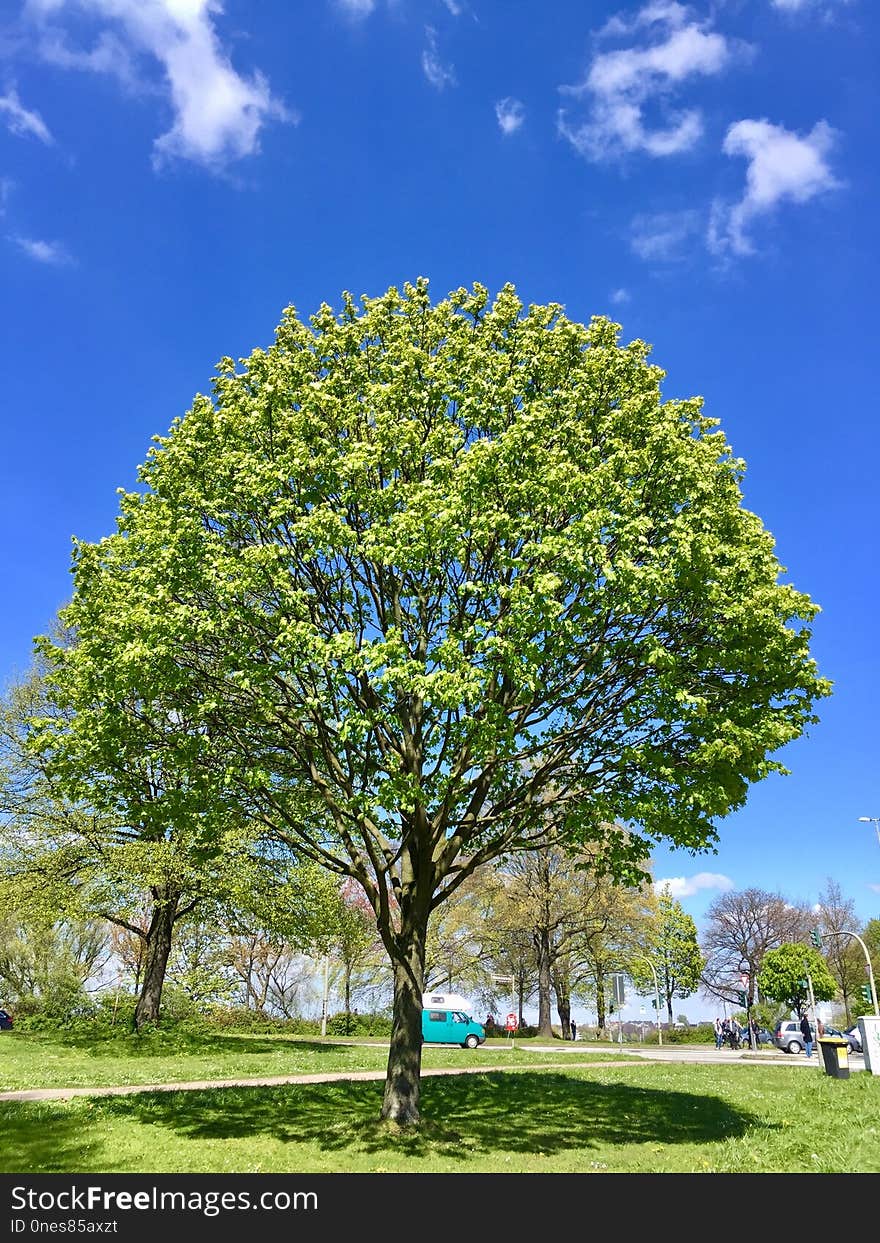 Tree, Sky, Woody Plant, Plant