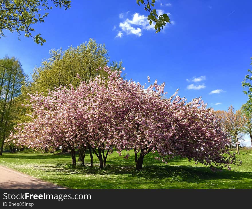 Tree, Plant, Blossom, Spring