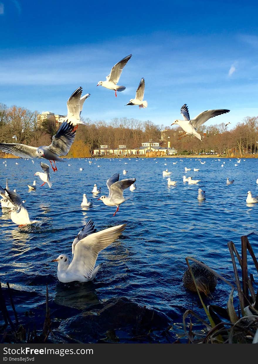 Water, Bird, Sky, Ecosystem