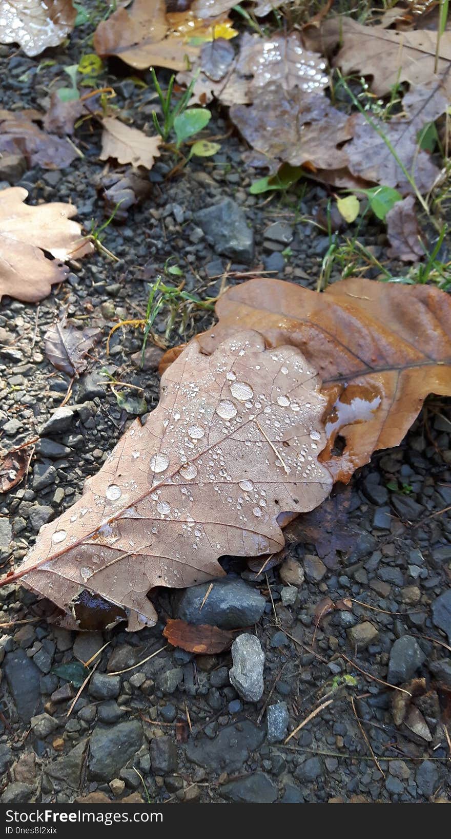 Leaf, Rock, Plant, Water