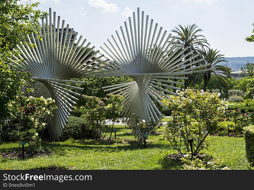 Plant, Arecales, Tree, Palm Tree