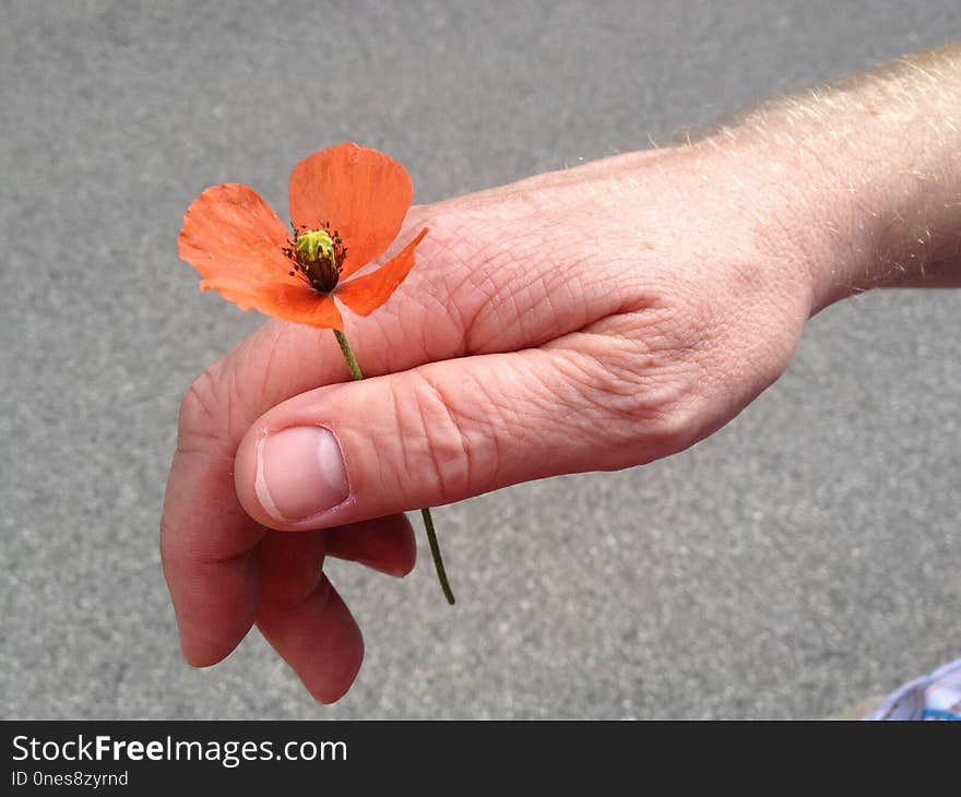 Flower, Orange, Hand, Finger