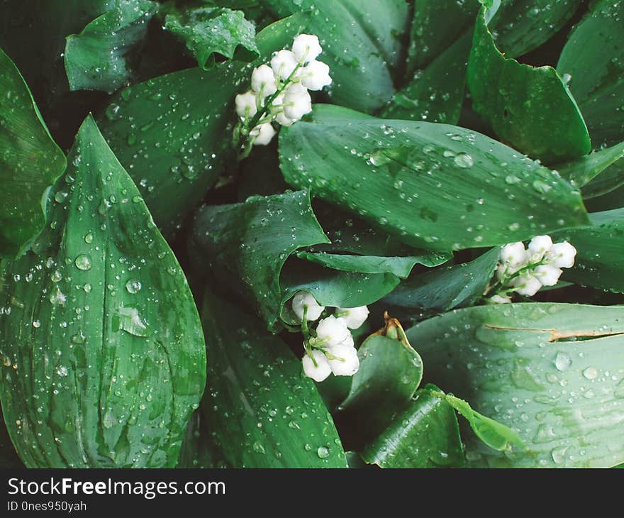 Plant, Leaf, Water, Moisture