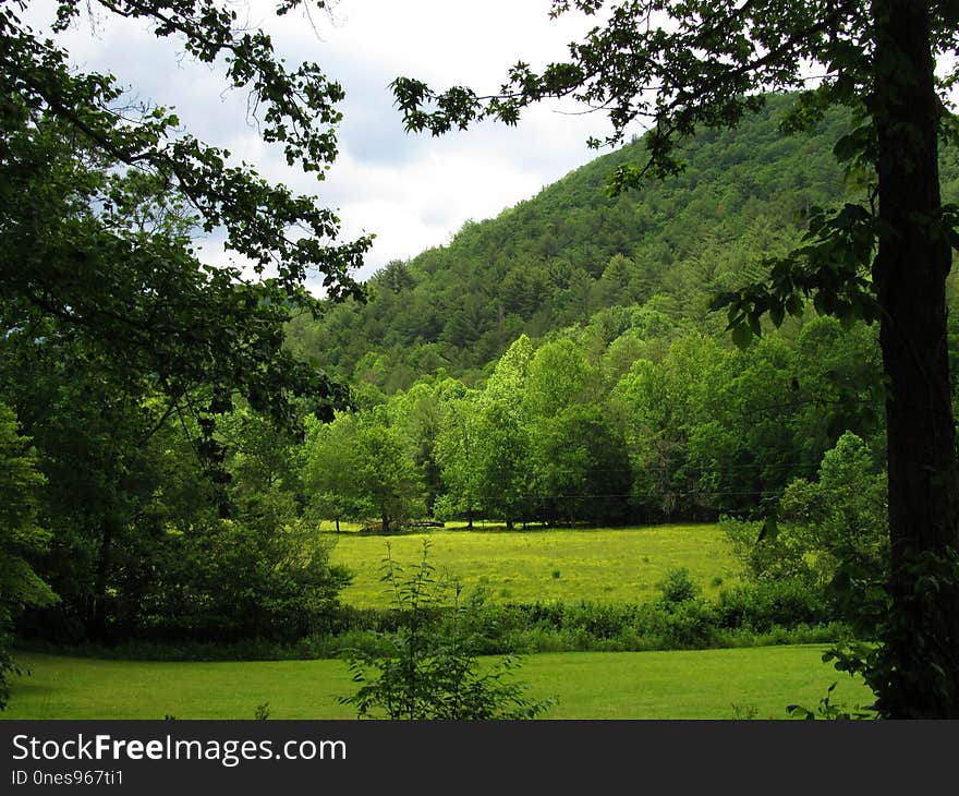 Nature, Vegetation, Ecosystem, Green