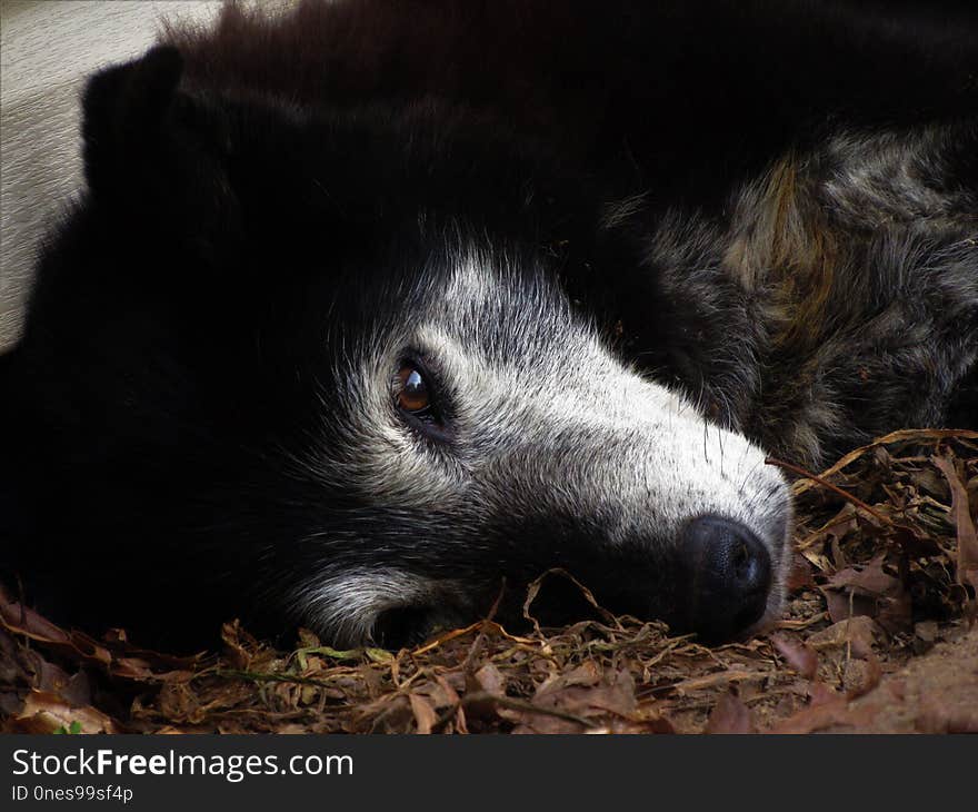 Fauna, Wildlife, Fur, Snout