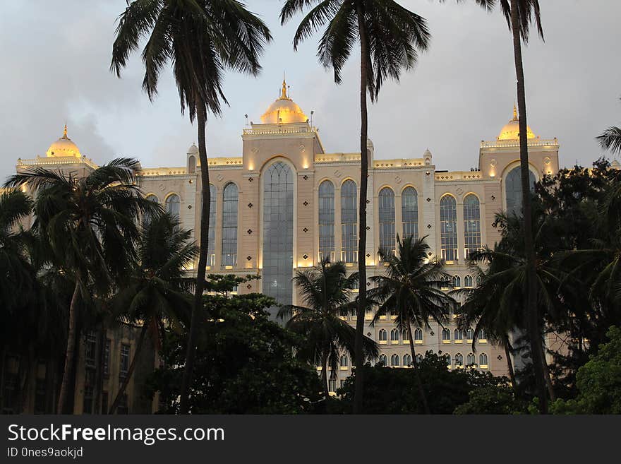 Landmark, Palm Tree, Arecales, Tree