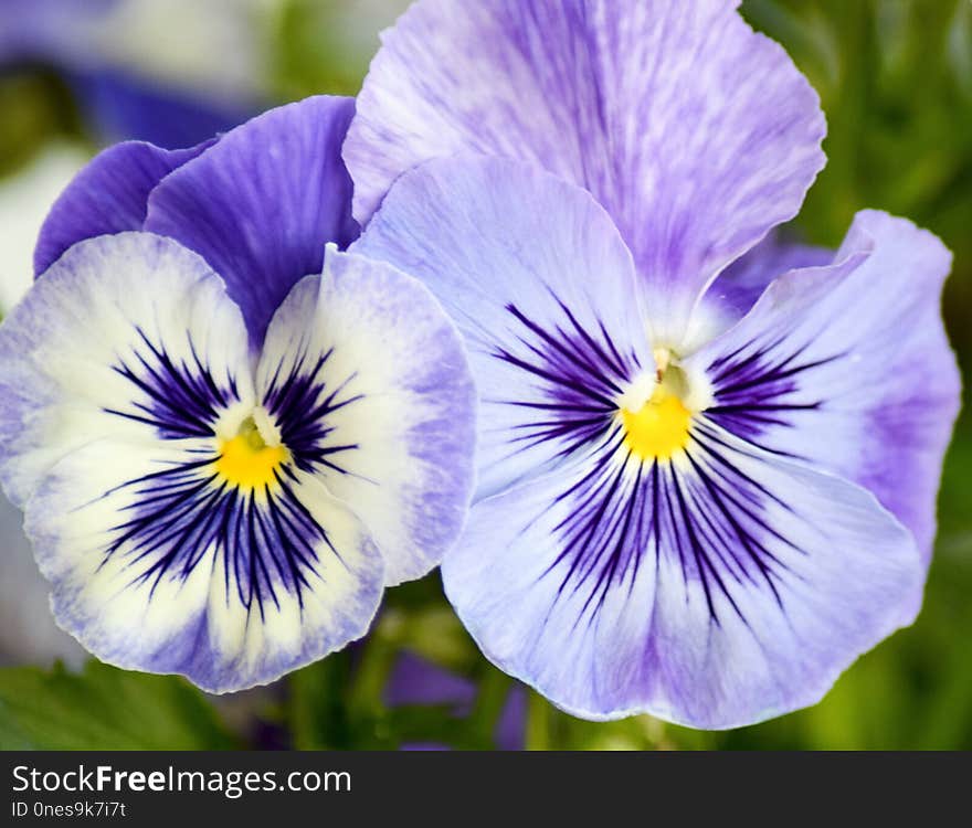 Flower, Pansy, Flowering Plant, Plant