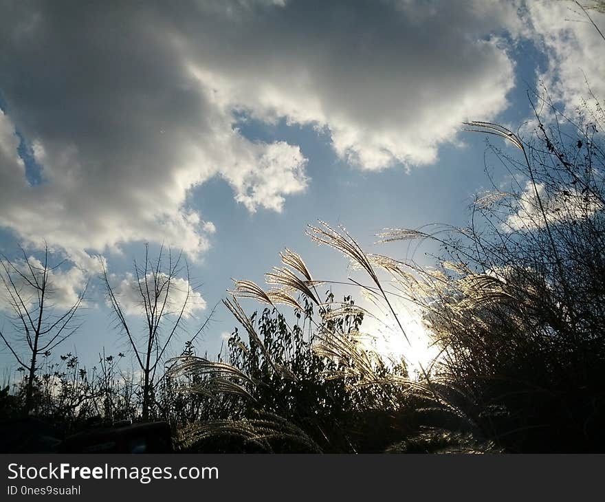 Sky, Cloud, Atmosphere, Tree