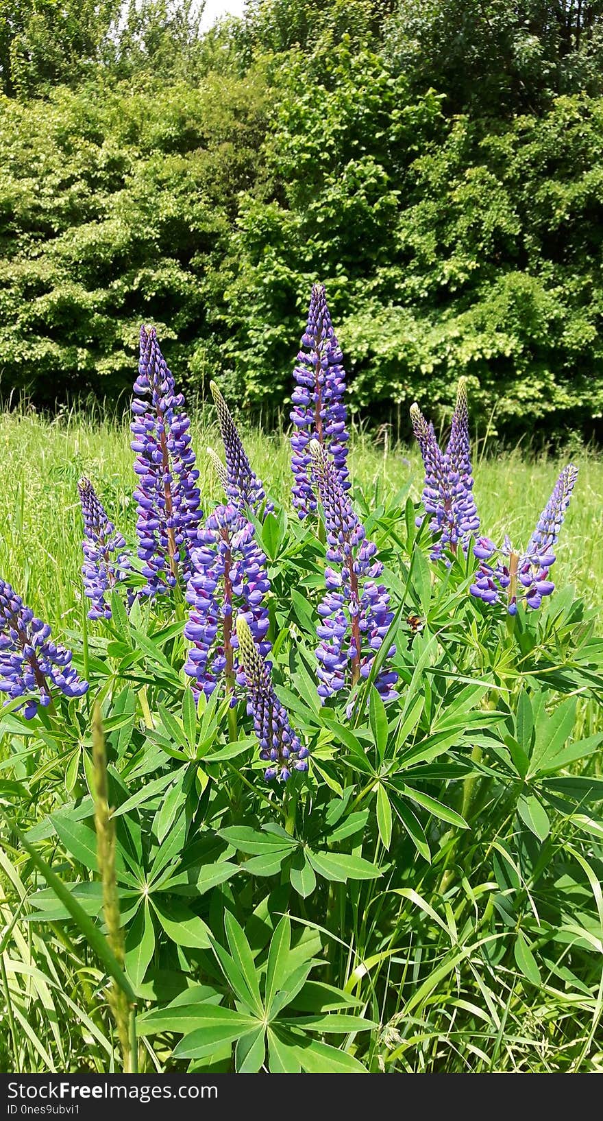 Plant, Flower, Lupin, Flora