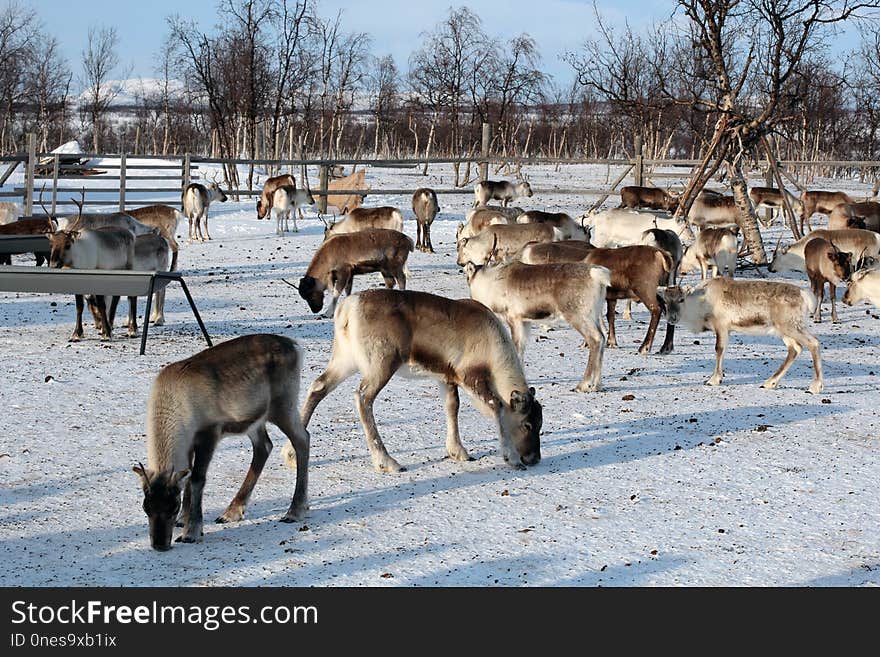 Wildlife, Deer, Herd, Reindeer