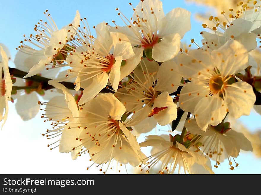 Flower, Blossom, Spring, Cherry Blossom