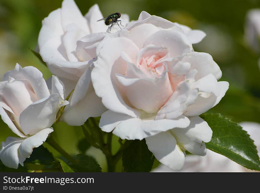 Rose, Flower, Rose Family, White