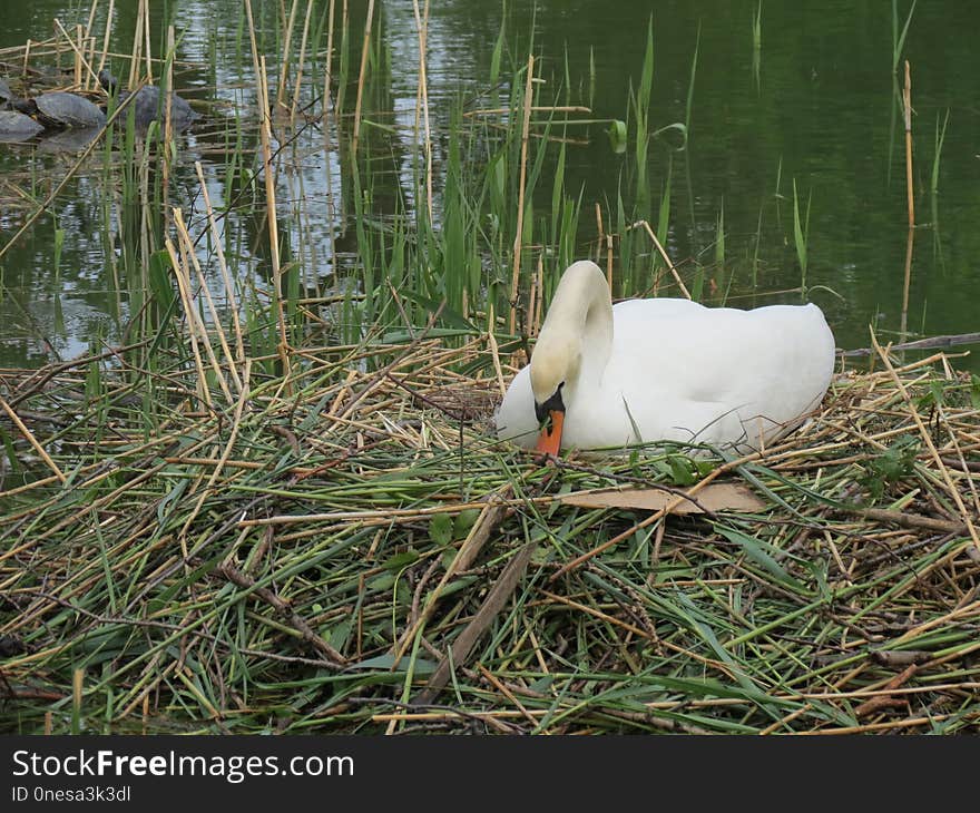 Bird, Fauna, Water Bird, Ducks Geese And Swans