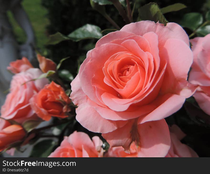 Flower, Rose, Rose Family, Garden Roses