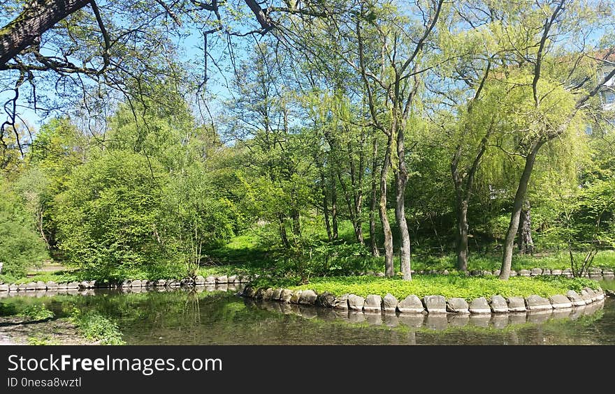 Tree, Nature Reserve, Vegetation, Ecosystem