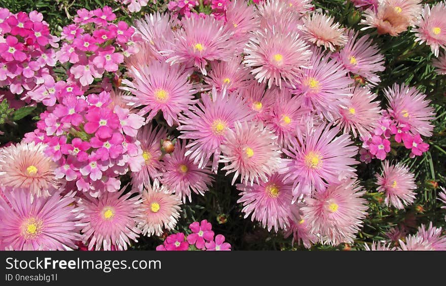 Flower, Plant, Pink, Flowering Plant