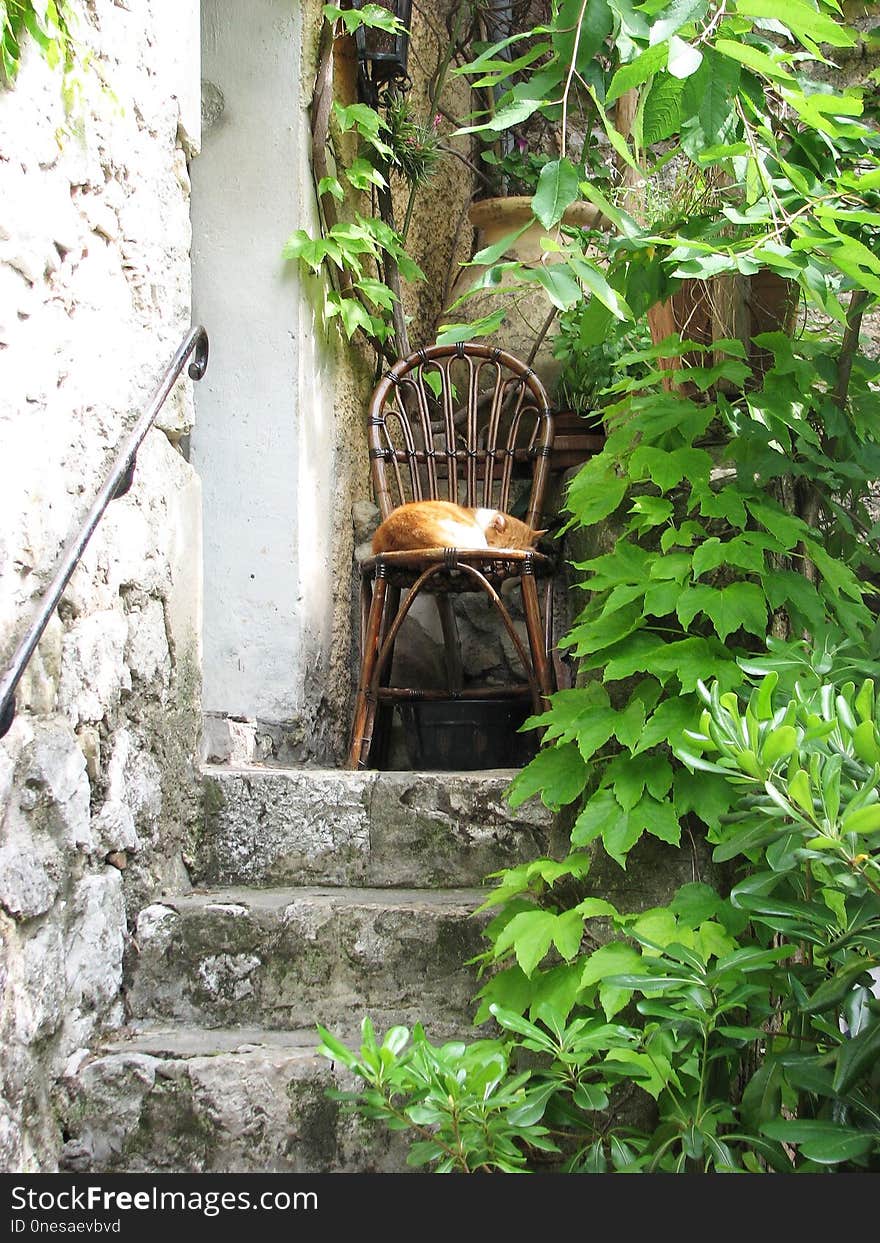 Plant, Leaf, Tree, Flora