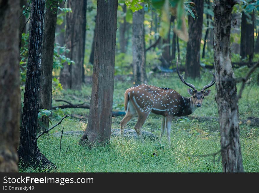 Wildlife, Nature Reserve, Woodland, Deer