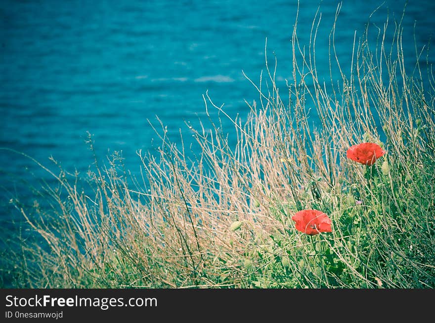 Ecosystem, Vegetation, Sea, Sky