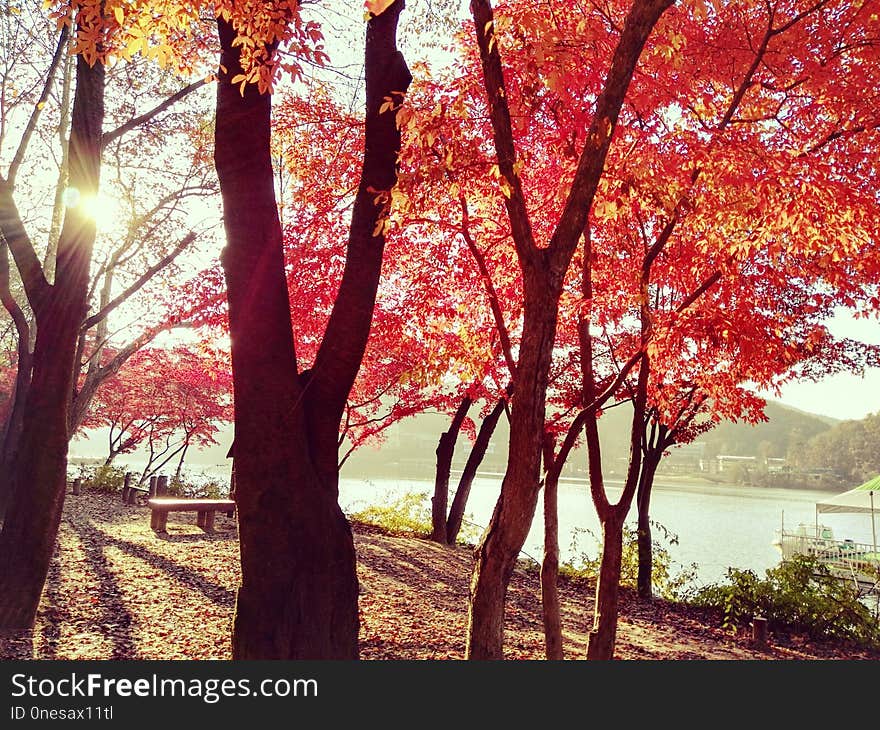 Tree, Red, Nature, Autumn