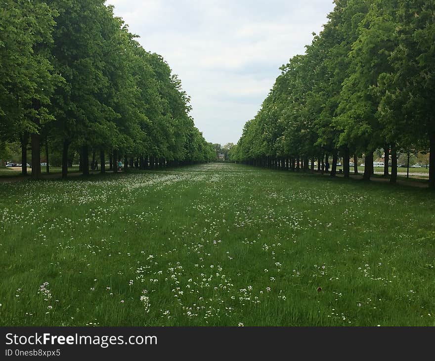 Vegetation, Tree, Ecosystem, Grass