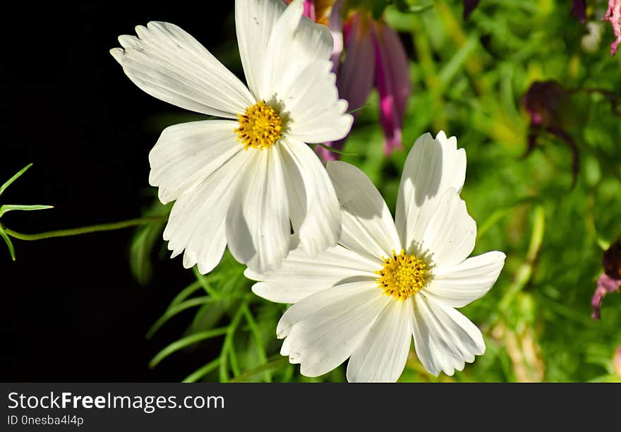 Flower, Garden Cosmos, Flowering Plant, Flora