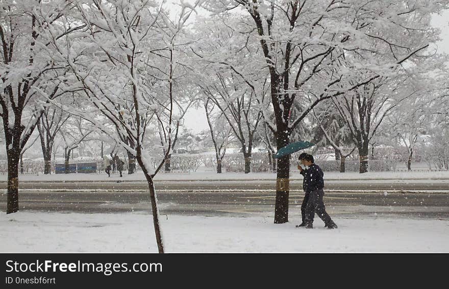 Snow, Winter, Freezing, Tree