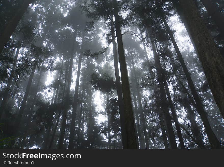 Tree, Forest, Nature, Woody Plant