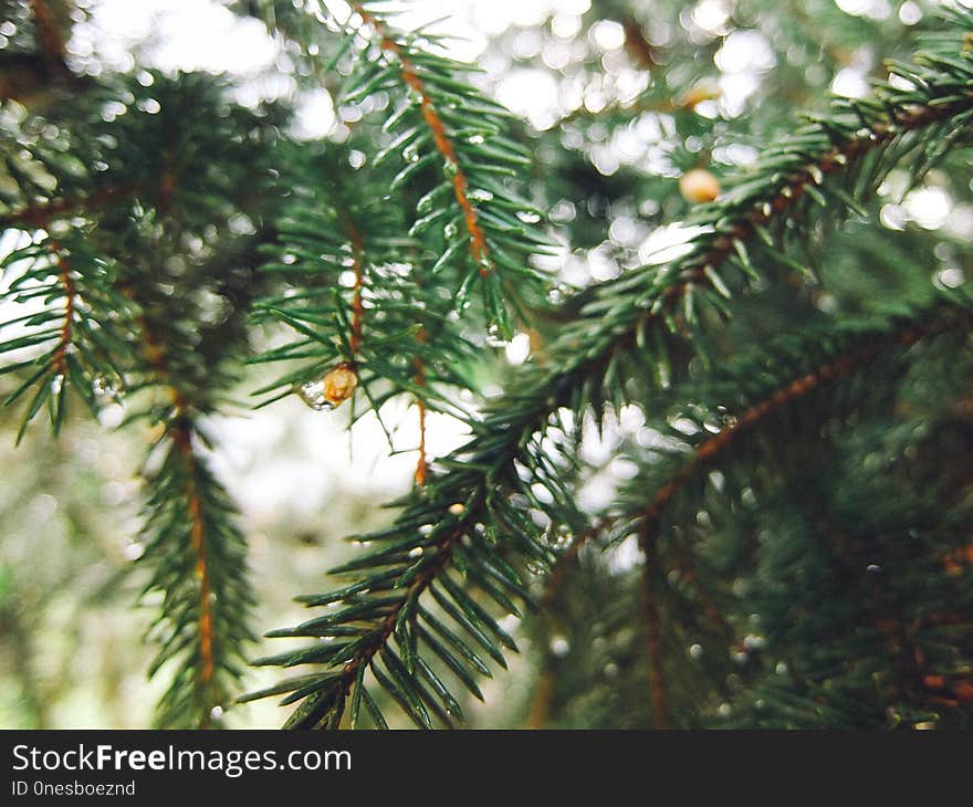 Spruce, Tree, Pine Family, Conifer