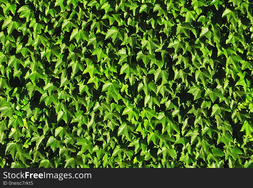 Plant, Grass, Leaf, Shrub