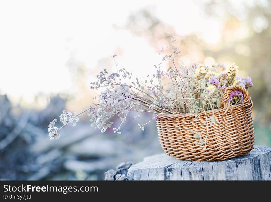 Basket with colorful field flowers on old tree stump in the forest. Sunset view
