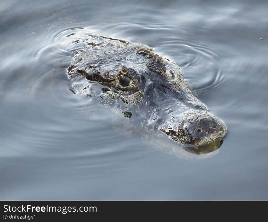 Crocodilia, Alligator, American Alligator, Water