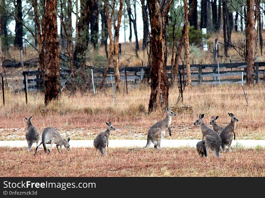 Wildlife, Fauna, Kangaroo, Macropodidae