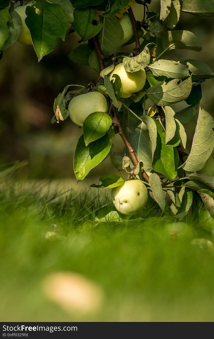 Green, Branch, Fruit Tree, Tree