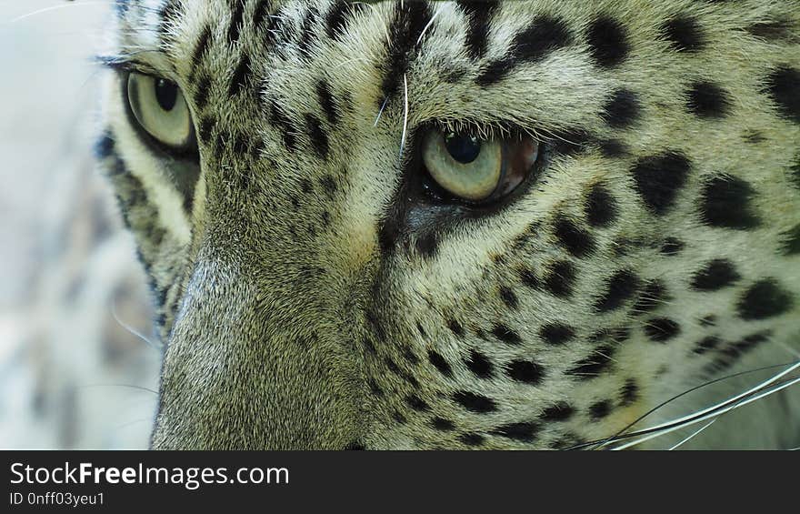 Wildlife, Leopard, Jaguar, Fauna