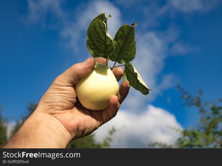 Fruit, Sky, Leaf, Produce