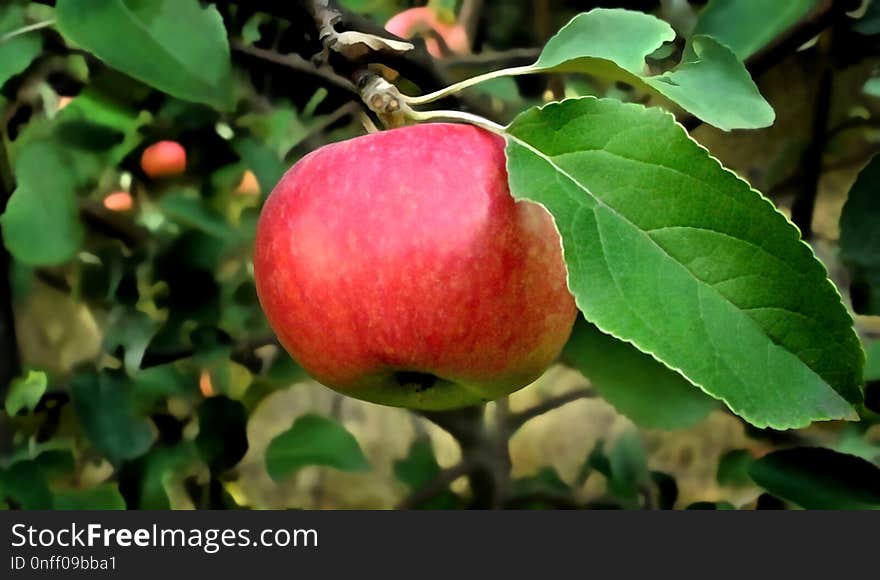 Fruit, Apple, Fruit Tree, Produce