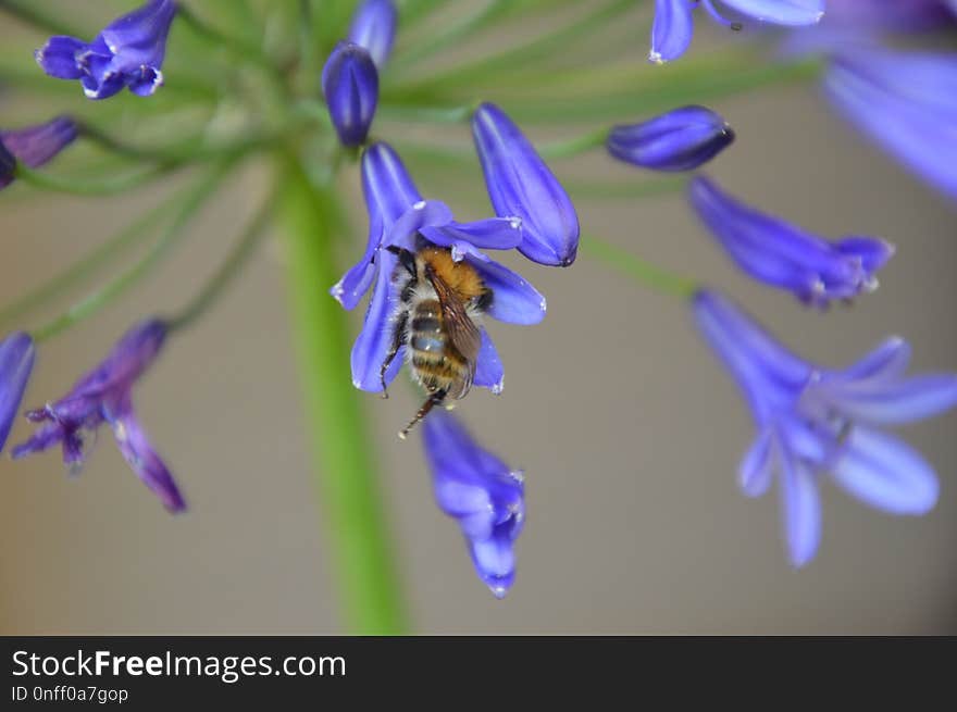 Blue, Flora, Violet, Honey Bee