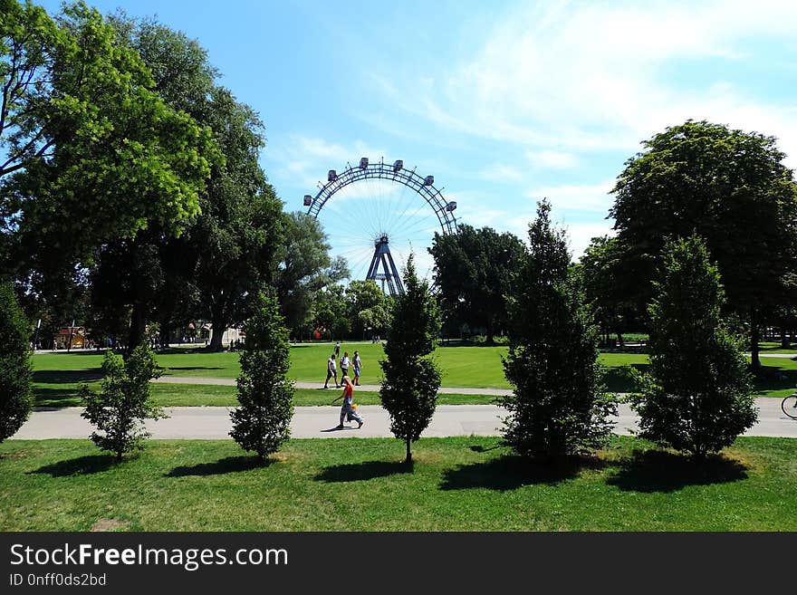 Nature, Tree, Plant, Woody Plant