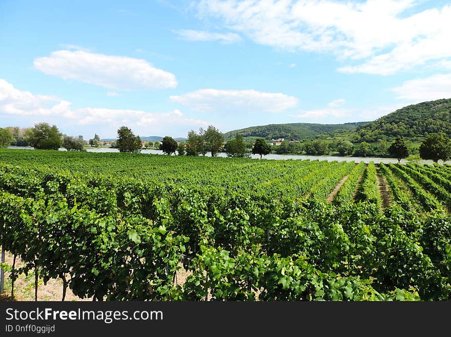 Agriculture, Vineyard, Field, Crop