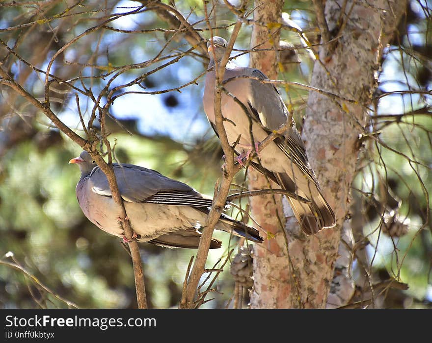 Bird, Fauna, Beak, Branch