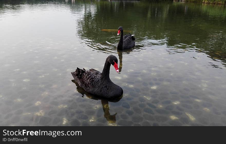 Black Swan, Water Bird, Ducks Geese And Swans, Bird