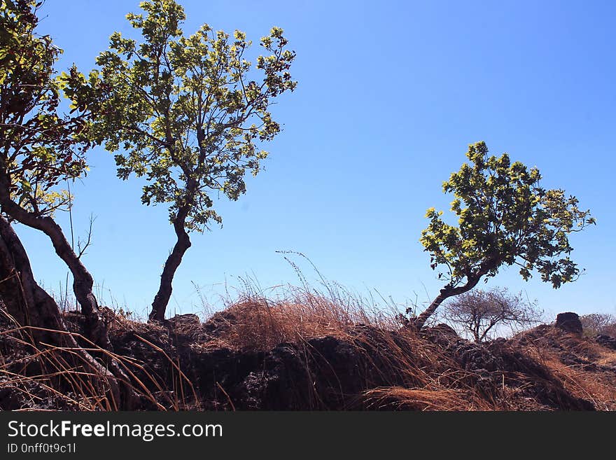 Tree, Sky, Vegetation, Branch