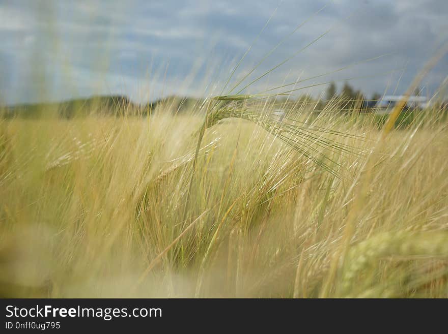 Ecosystem, Grassland, Grass, Prairie