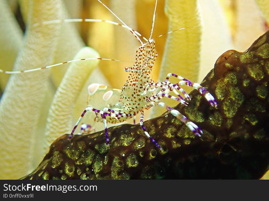 Organism, Invertebrate, Close Up, Macro Photography