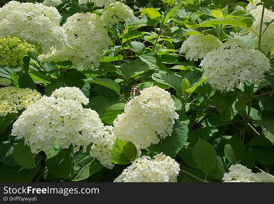 Plant, Flower, Hydrangea, Nannyberry