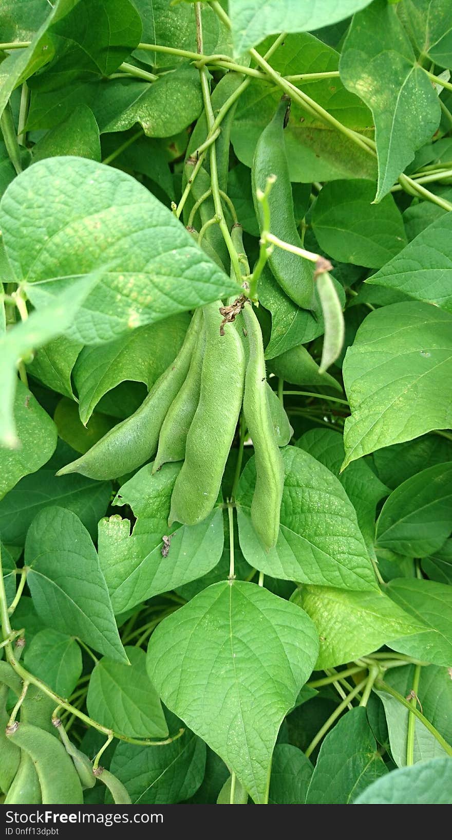 Plant, Leaf, Agriculture