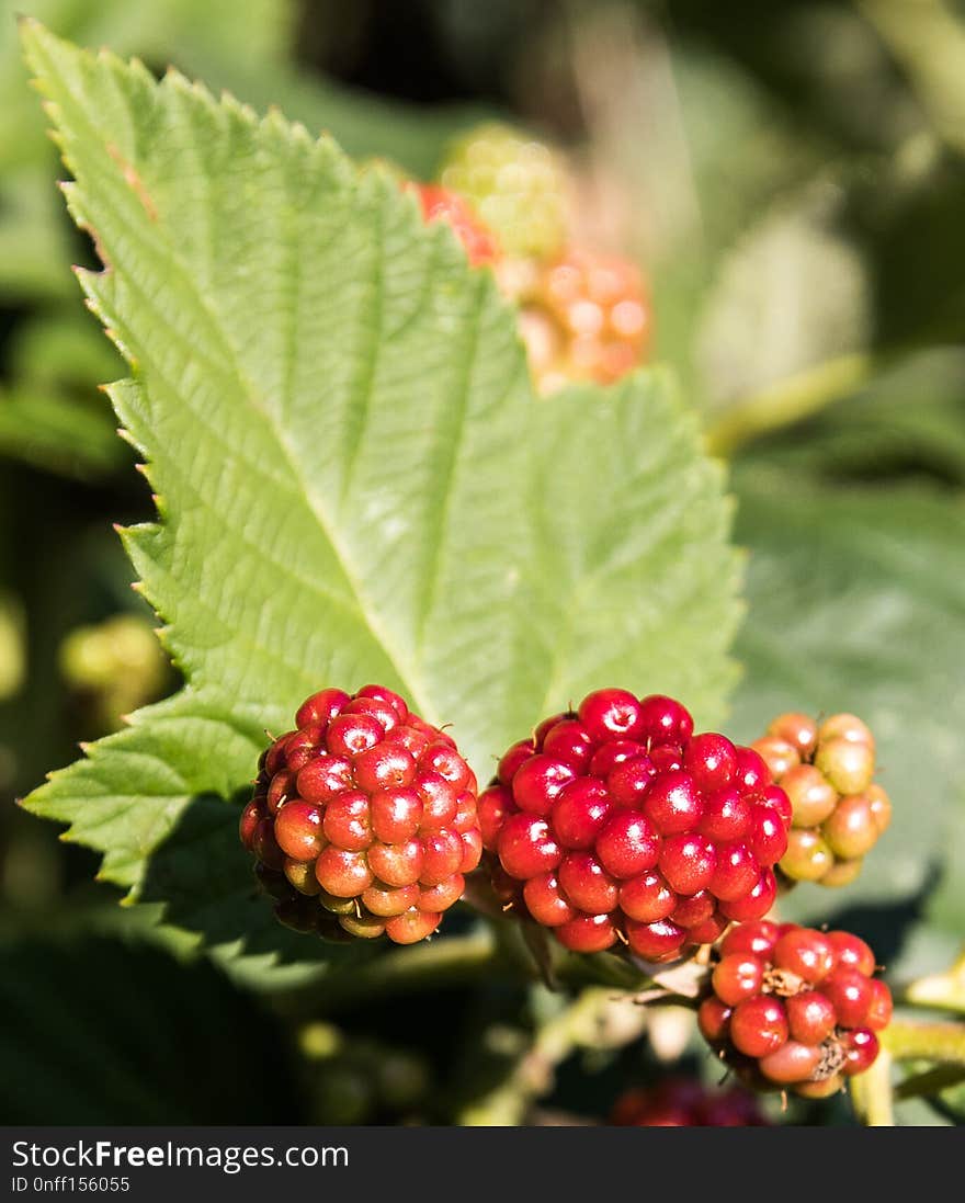 Berry, Raspberries Blackberries And Dewberries, Mulberry, Blackberry