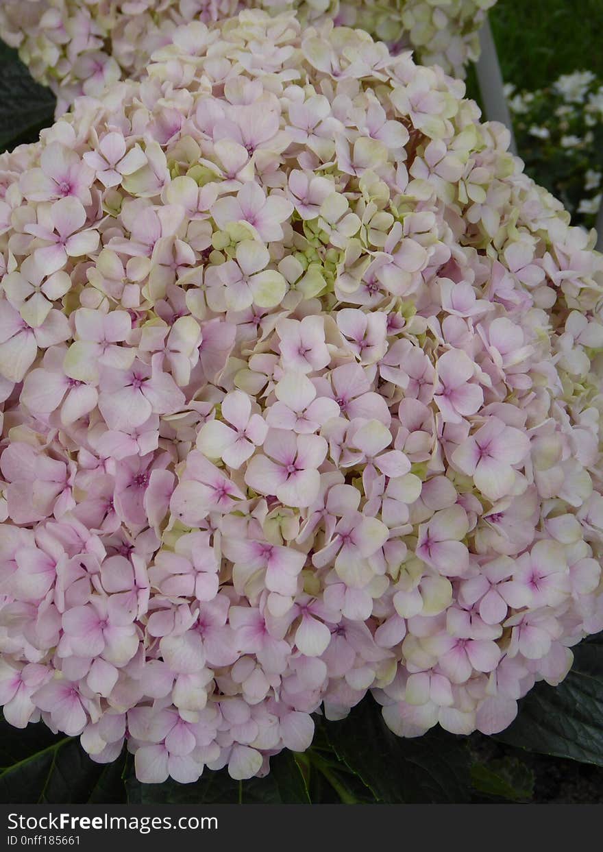 Flower, Plant, Pink, Flowering Plant