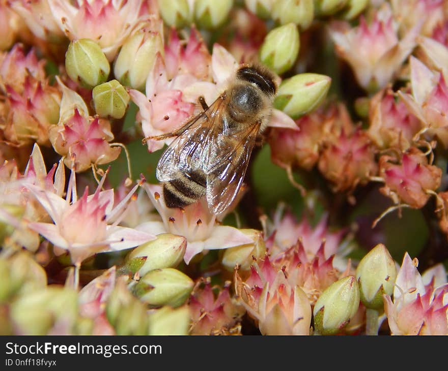 Insect, Bee, Honey Bee, Membrane Winged Insect